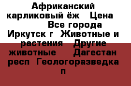 Африканский карликовый ёж › Цена ­ 6 000 - Все города, Иркутск г. Животные и растения » Другие животные   . Дагестан респ.,Геологоразведка п.